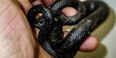 Le Jardin animalier de Monaco recueille un serpent retrouvé dans un parking