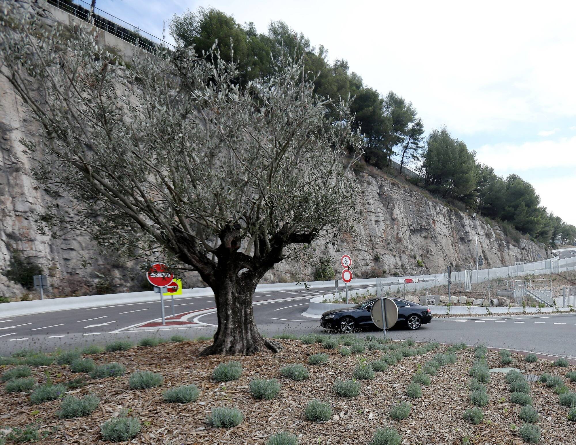 Olivier, pin d'Alep, chêne... la nouvelle bretelle de l'A8 à Beausoleil se pare de vert pour un nouveau look