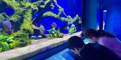 Avec le Club Oceano, devenez aquariologiste le temps des vacances scolaires