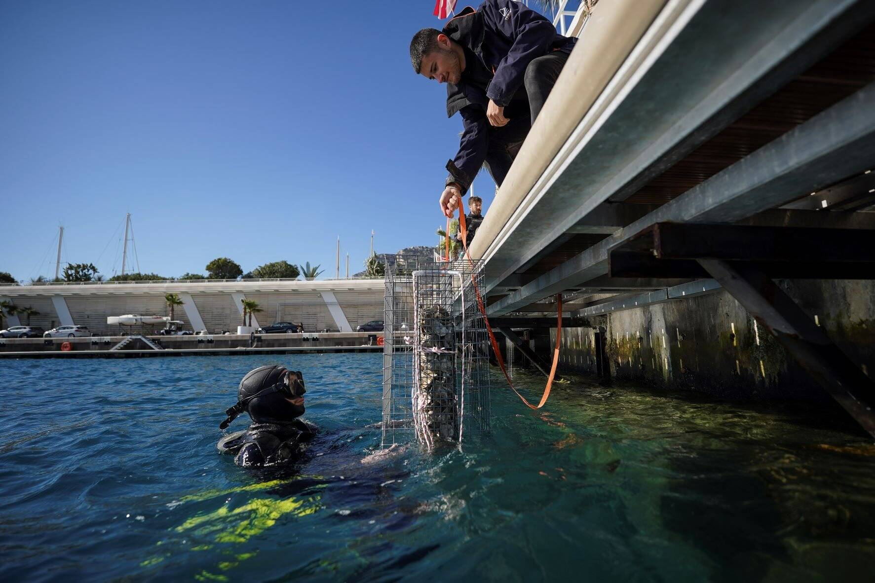Près de 80 nurseries "Biohut" ont été installées pour protéger la biodiversité dans les ports de Monaco