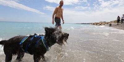 Voici la nouvelle plage pour chiens à Nice