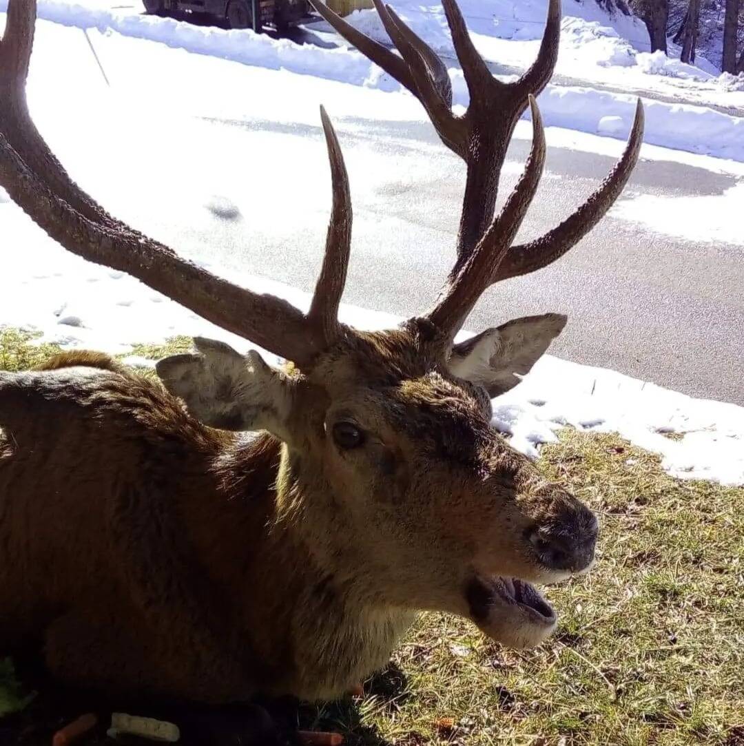 VIDEO. Les riverains choquésaprès l'abattage du vieux cerf Roger à Valberg