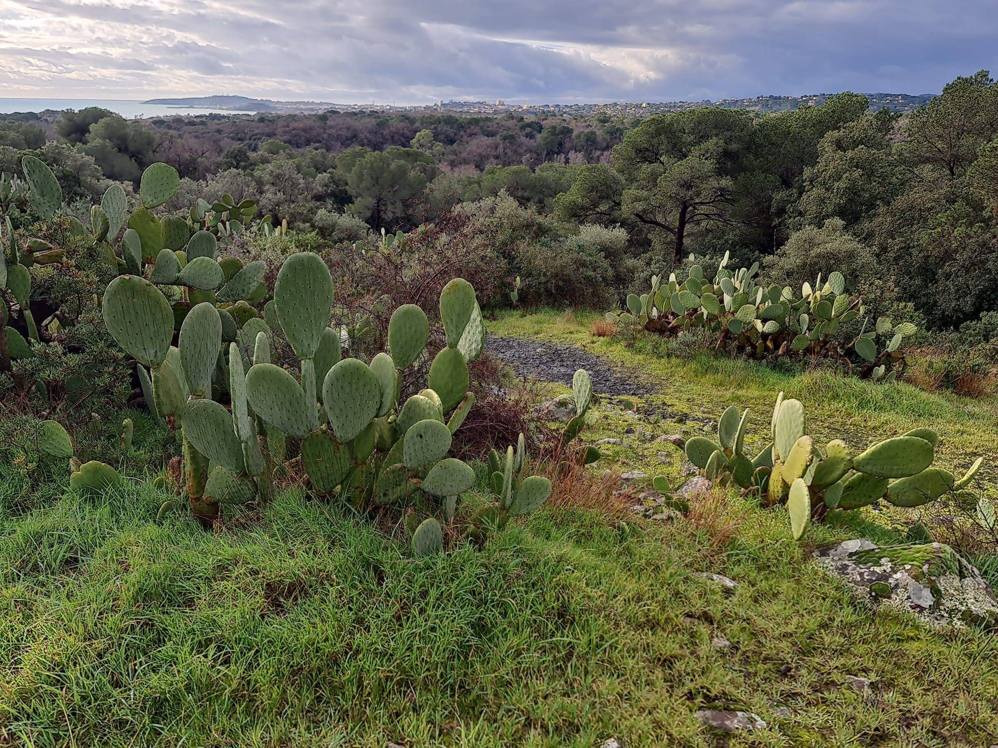 Le figuier de Barbarie envahit le parc de Vaugrenier et c'est un problème