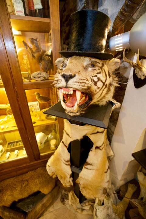 dents de tigre humain