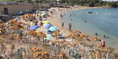Alerte aux microalgues toxiques: les plages de la Méditerranée peuvent-elles être envahies cet été?