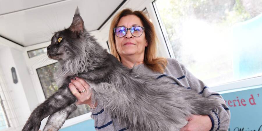 Le Maine Coon La Passion Devorante De Cette Eleveuse De La Seyne Var Matin Le Maine Coon La Passion Devorante De Cette Eleveuse De La Seyne Var Matin