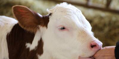 Viande et produits laitiers: un rapport dénonce le greenwashing de géants européens