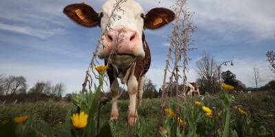 Un troupeau de vaches en cavale sème la pagaille depuis plusieurs mois au Québec