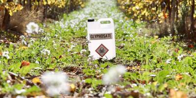 Glyphosate autorisé pour dix ans de plus dans l'Union européenne: une incohérence qui interpelle dans le Var et les Alpes-Maritimes