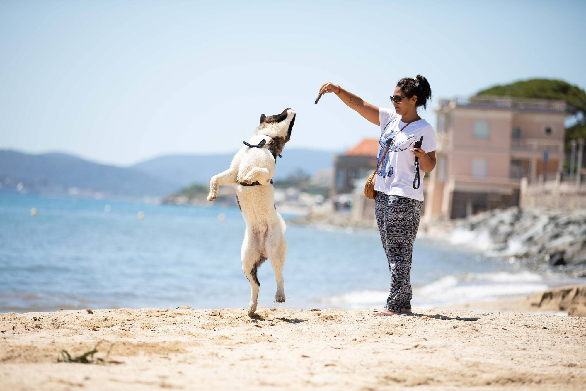 Engagements, délai, contrôles... Ce qu'il faut savoir sur le certificat désormais obligatoire pour acquérir un animal de compagnie