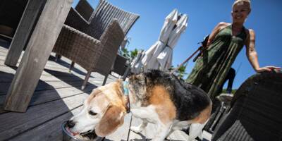 Ce restaurant de plage installé dans le Var propose désormais un sorbet... pour chiens!