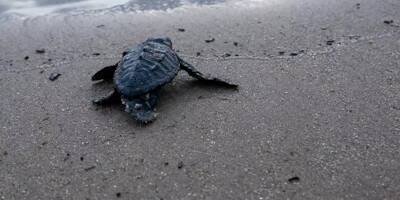 A Cavalaire, sept bébés tortues caouannes ont rejoint la mer
