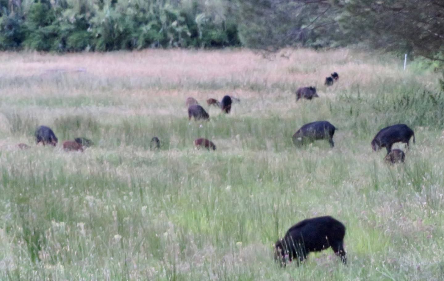 Un premier cas de peste porcine africaine déclaré dans le Piémont en Italie, la préfecture des Alpes-Maritimes lance un appel à la vigilance