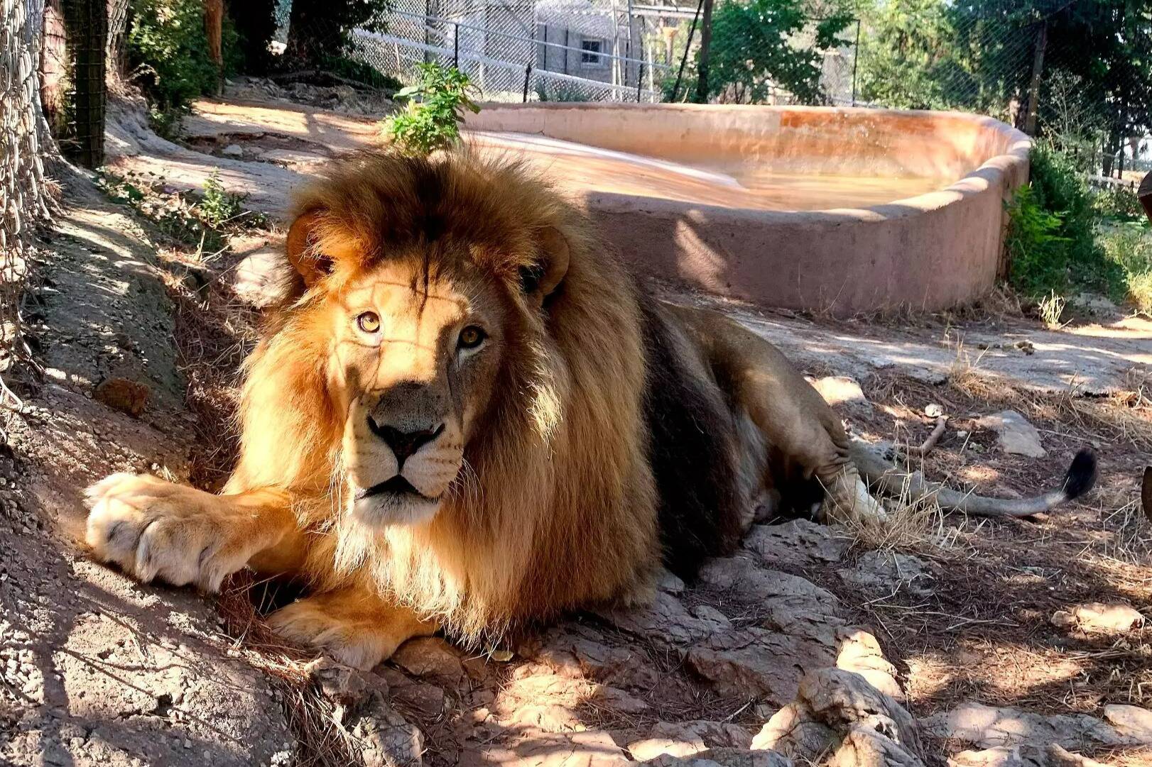 "Nous veillons à ce qu'ils ne manquent jamais d'eau": les animaux des zoos de Toulon et Sanary sous surveillance