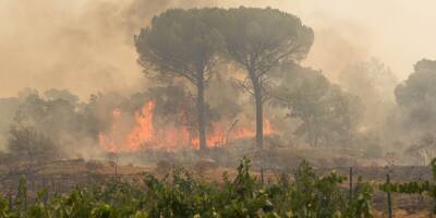 A quelques jours des vendanges, les viticulteurs varois victimes de l'incendie se disent 