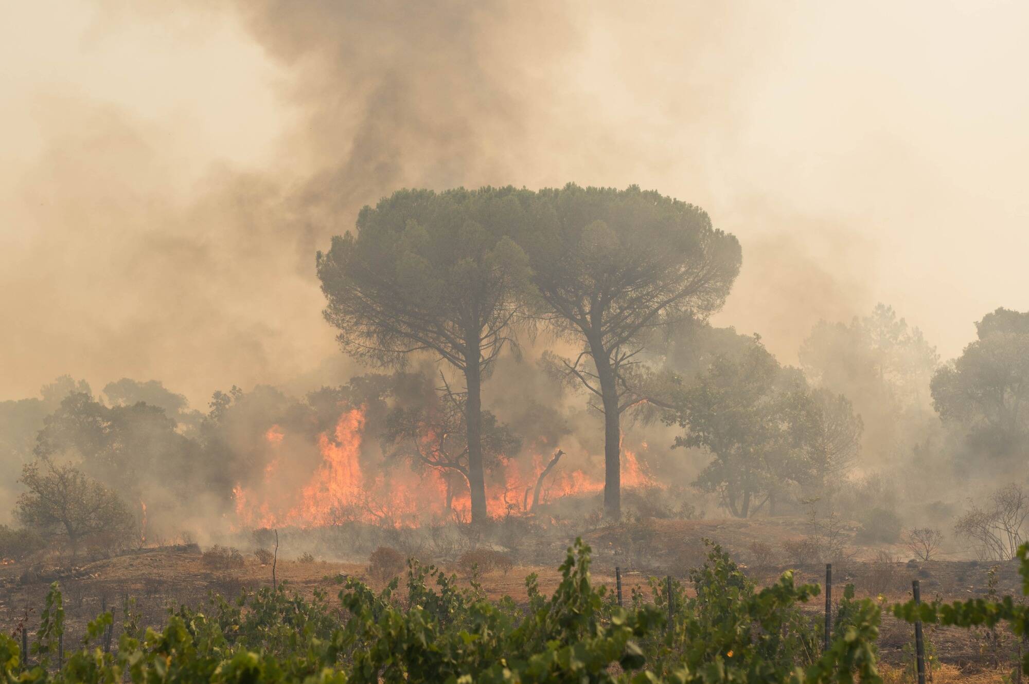 80 % d'entre eux se déclenchent à moins de 50 mètres des habitations. Feux De Forêt Dans Le Var - Nqqemn4eu43psm
