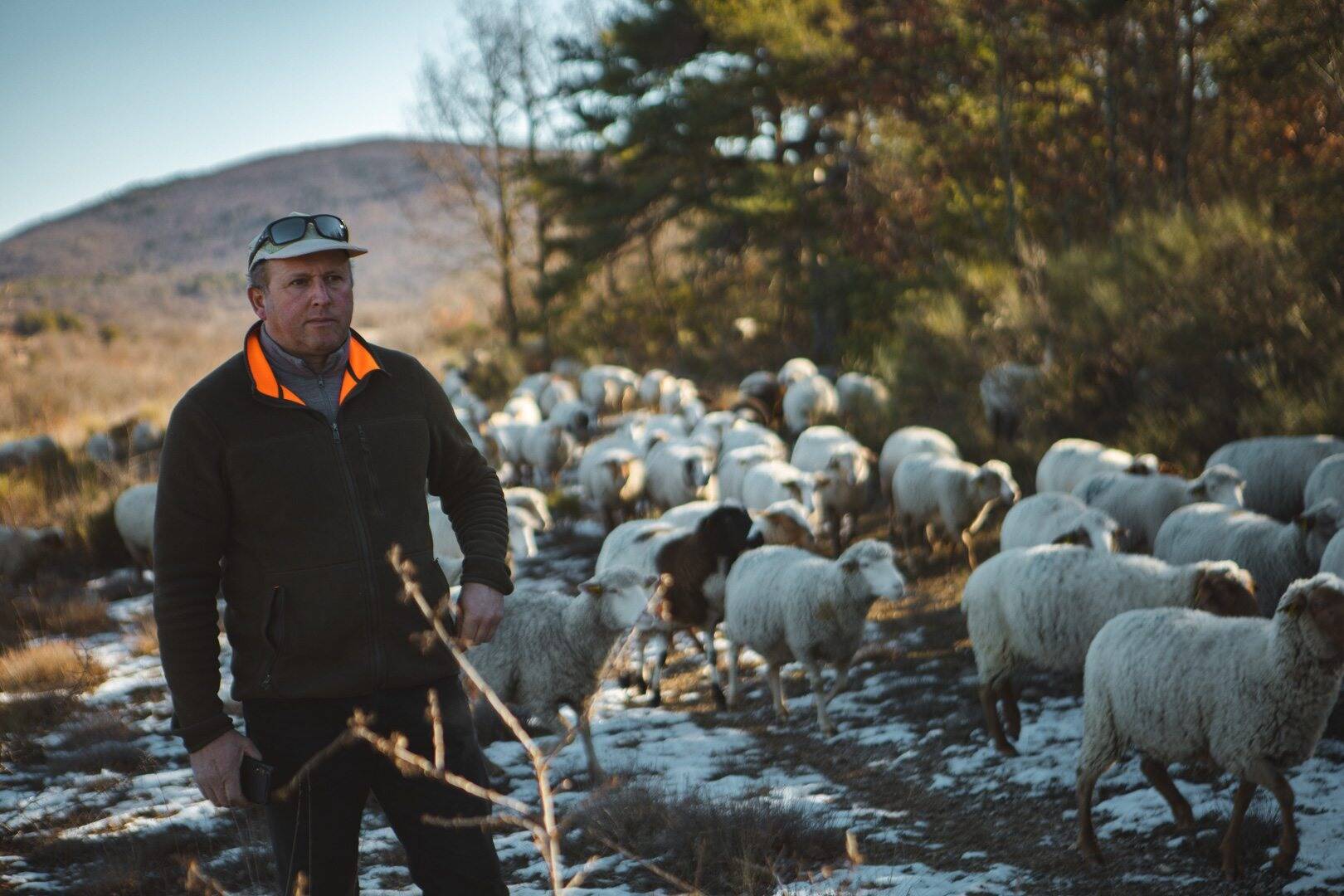 "On a tout essayé, plus rien ne marche": la détresse des éleveurs face aux attaques de loups dans le Var