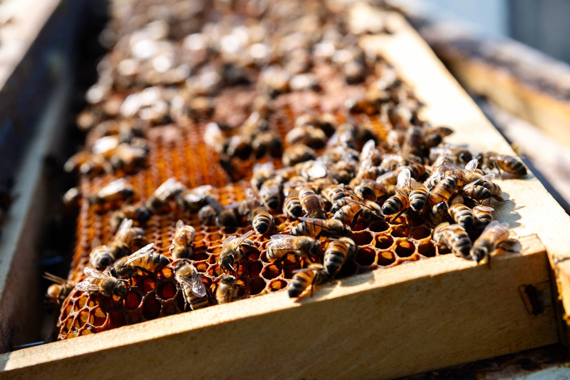 Réchauffement climatique, attaques du frelon asiatique, filière lavande en péril... Les producteurs de miel de Provence tiennent le coup tant bien que mal