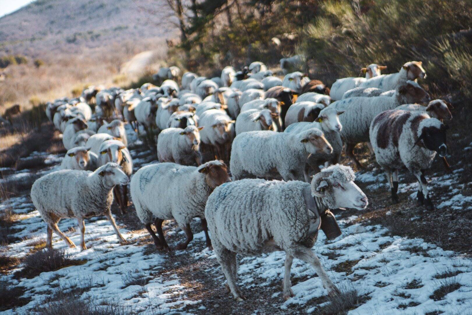 Les éleveurs varois s'inquiètent de la présence du loup, mais pas que...