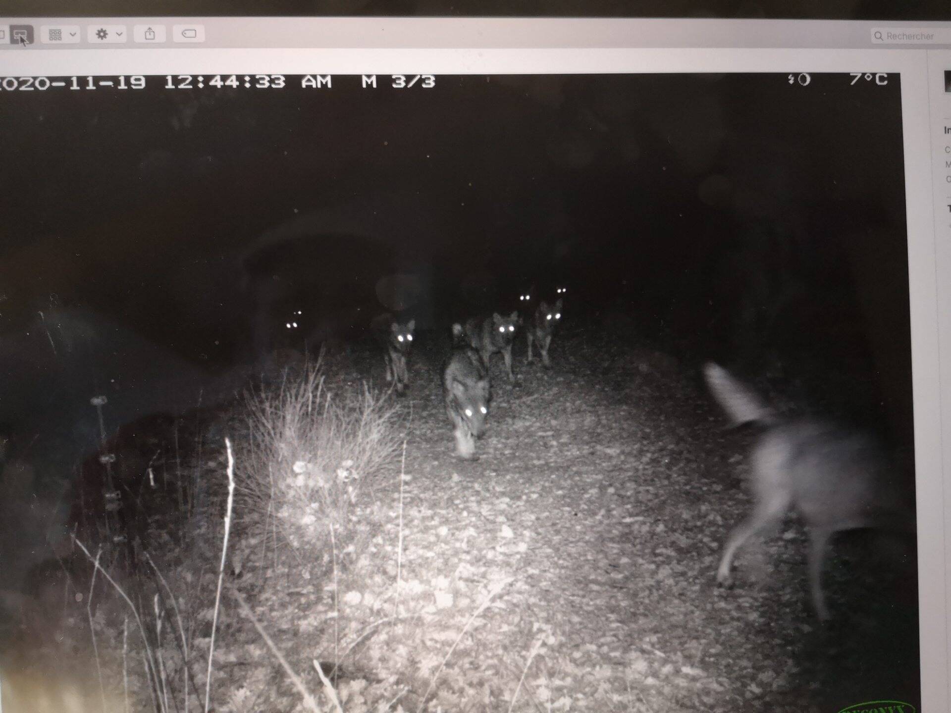 Y a-t-il trop de loups dans le Var et les Alpes-Maritimes? Michel Barnier veut une augmentation de l'abattage de l'animal