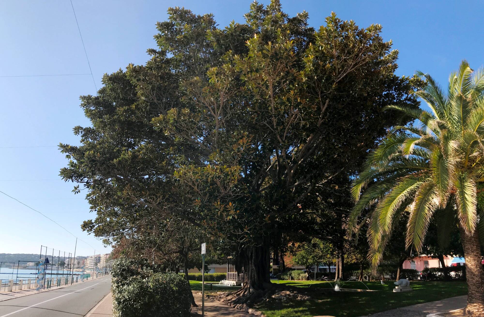 Le ficus de Menton sera-t-il élu arbre de l'année? Vous avez jusqu'au 5 janvier pour voter