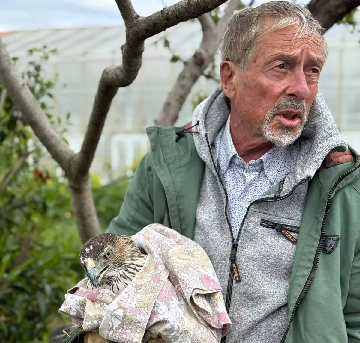 Le jour où un aigle de Bonelli s'est retrouvé dans le trafic à Toulon