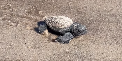 Des bébés tortues rejoignent la mer à Hyères: il s'agit d'un nouveau nid découvert sur le littoral varois