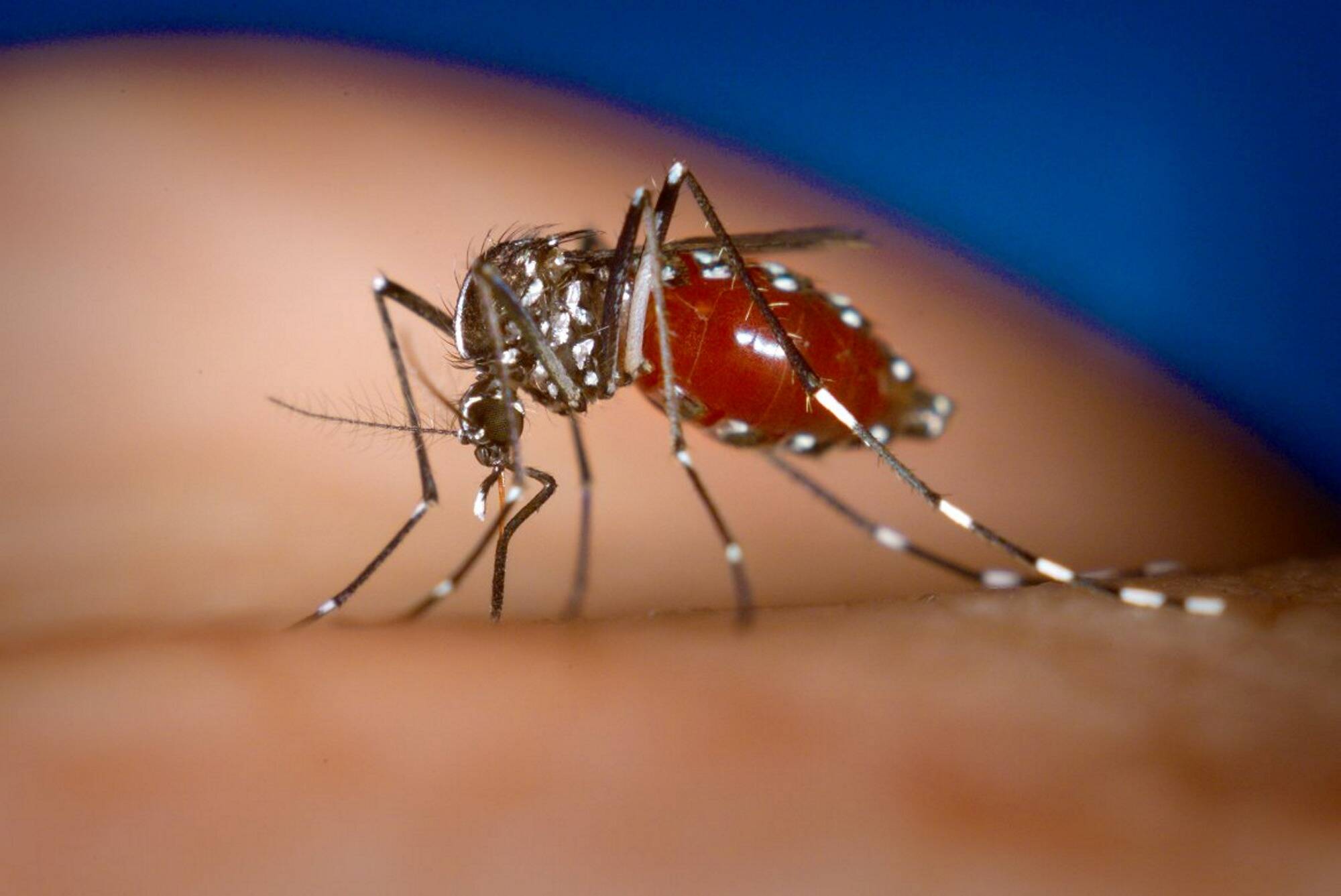Dengue, zika, chikungunya... Quels sont les risques, symptômes à surveiller et bons réflexes à adopter contre ces maladies transmises par le moustique tigre?