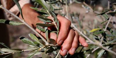La sécheresse exceptionnelle met à mal la nouvelle récolte d'olives dans le haut pays mentonnais