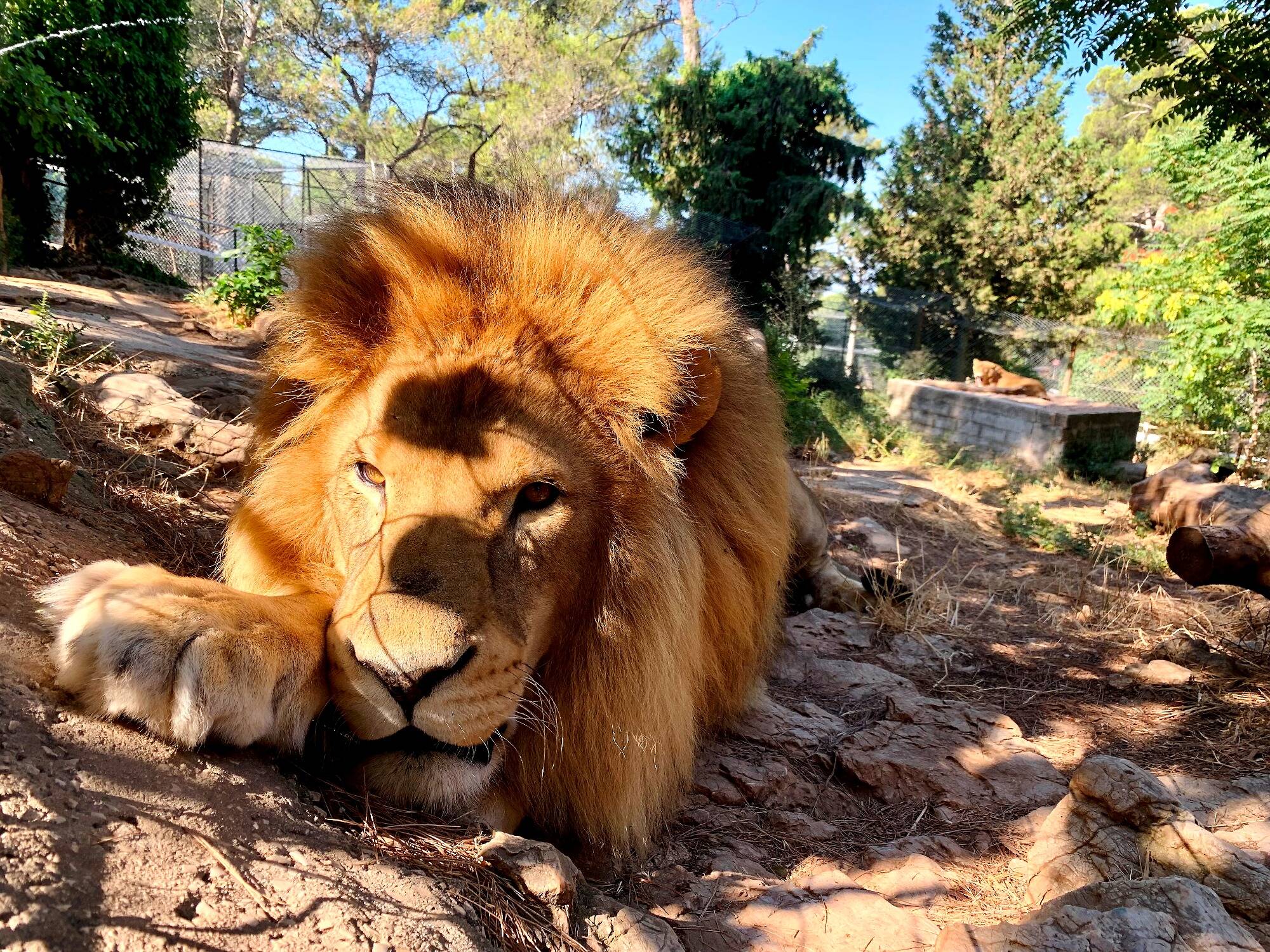 "Des enclos riquiquis, on n'en a plus": à Toulon, le zoo du Faron poursuit sa mue
