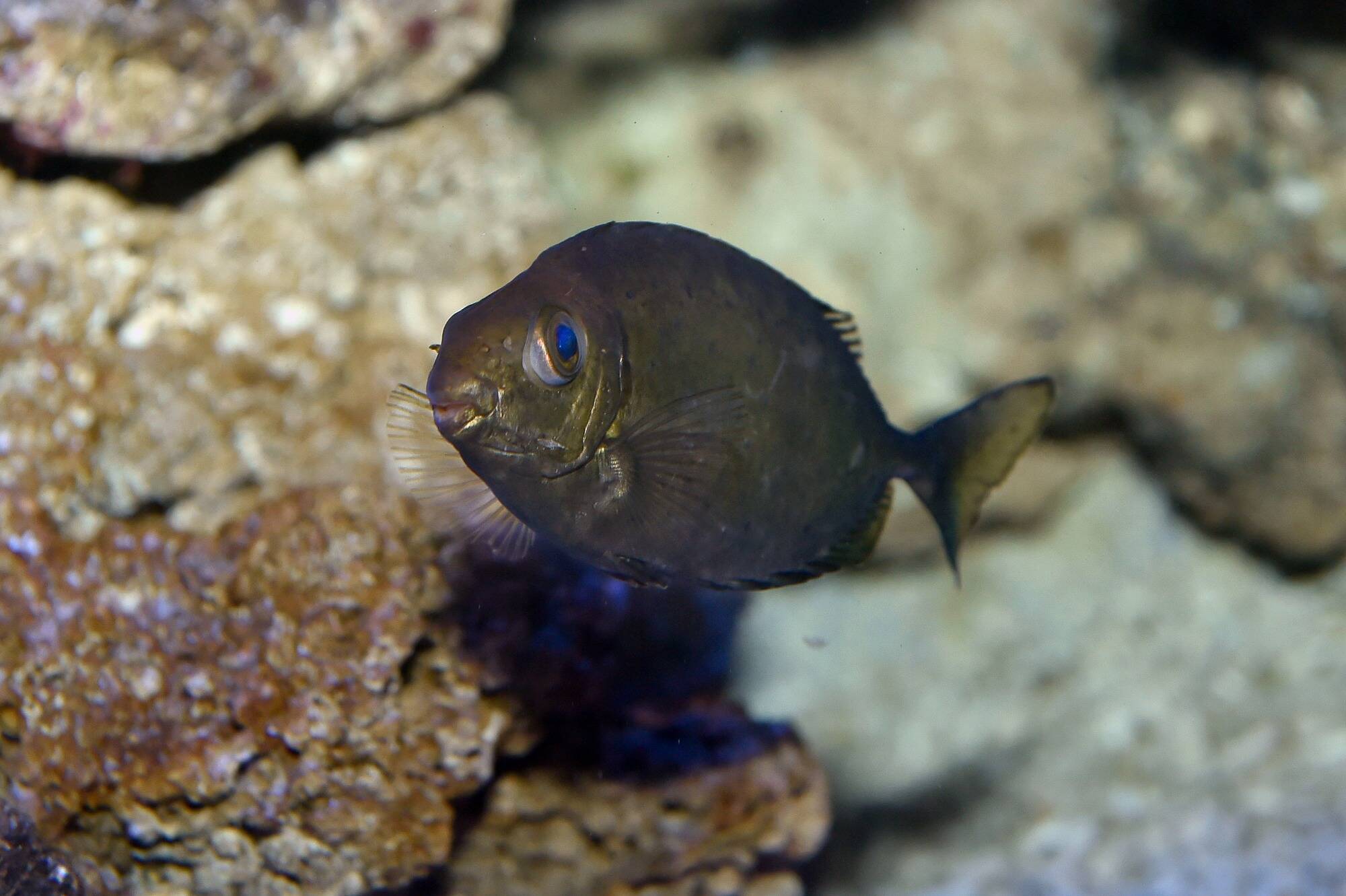On fait le point sur ces espèces animales et végétales qui prolifèrent dans nos fonds marins en raison du réchauffement climatique