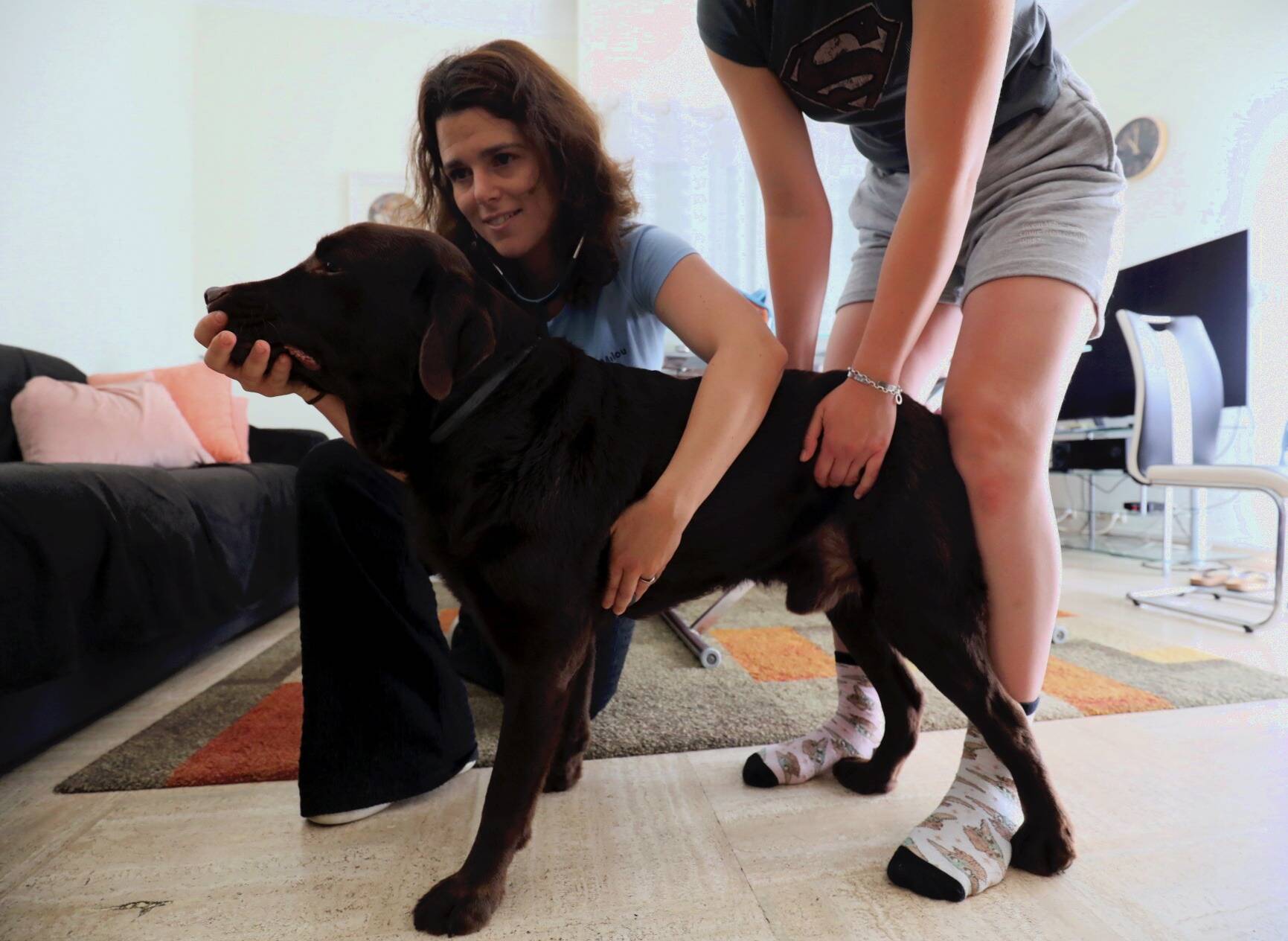 Dans le Var, les tarifs vétérinaires sont parmi les plus chers de France