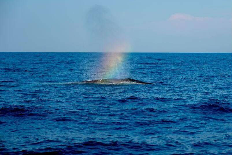 L'Accord Pelagos et le Rotary lancent deux outils pédagogiques pour sensibiliser les jeunes à la protection des mammifères marins