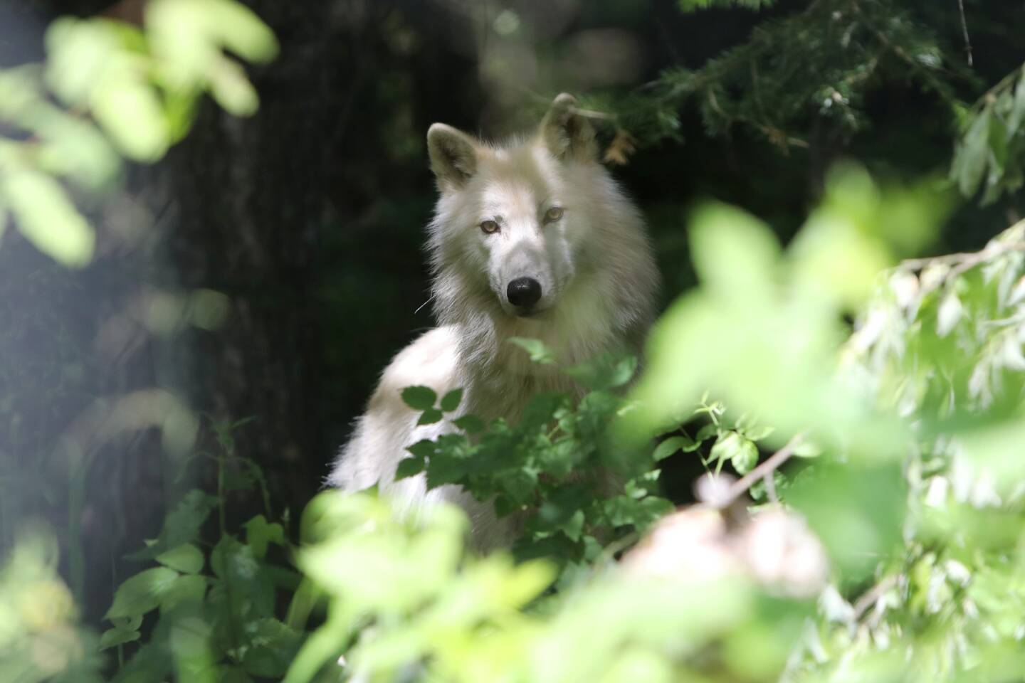 Totalement Disparus Des Radars Les Trois Loups Du Parc Alpha Doivent Ils Etre Abattus Nice Matin Totalement Disparus Des Radars Les Trois Loups Du Parc Alpha Doivent Ils Etre Abattus Nice Matin