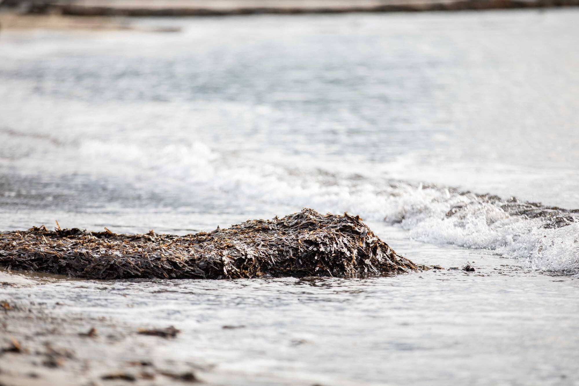 Pourquoi cette scientifique passe-t-elle à la loupe les plages de Menton?