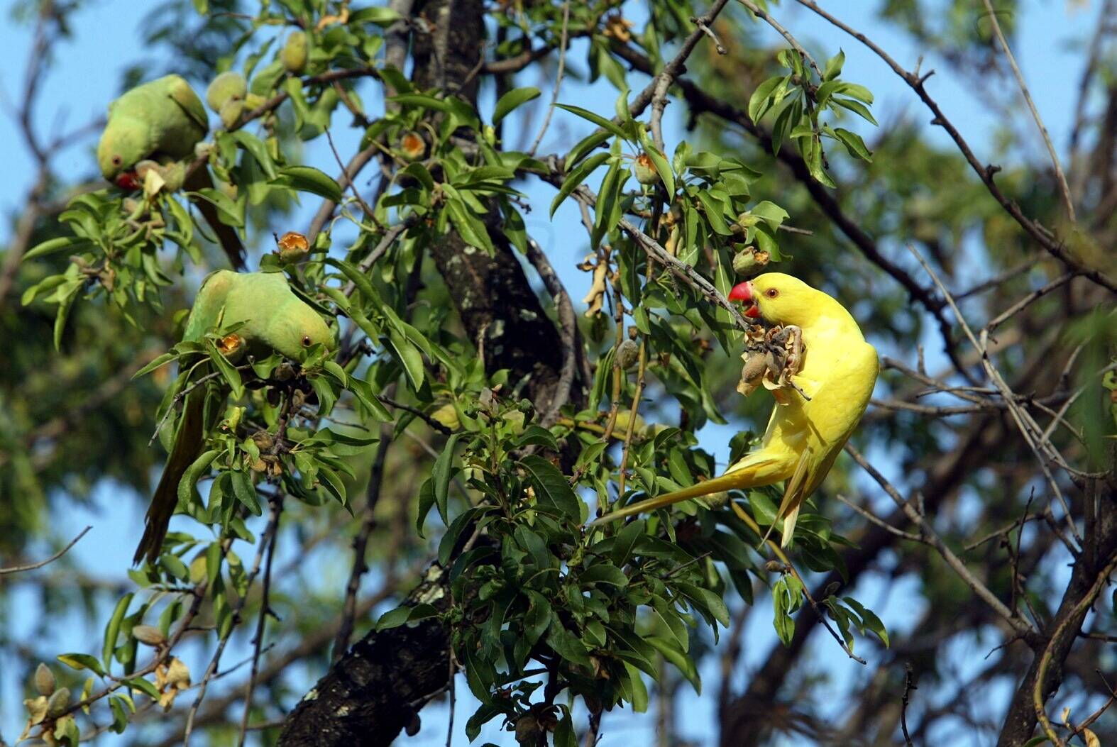 A Mexico, des chiens, des perruches et un hamster au service de la santé mentale
