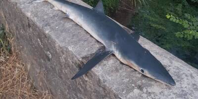Un requin mort découvert en eau douce dans un canal de Puget-sur-Argens