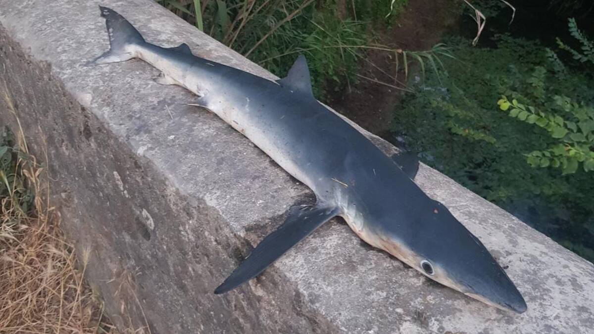 Var : les requins bleus sont-ils un danger pour l'homme ?
