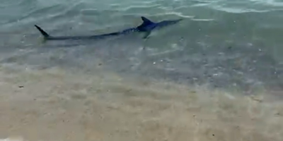 Un requin au bord de la plage à Antibes ce mardi midi?