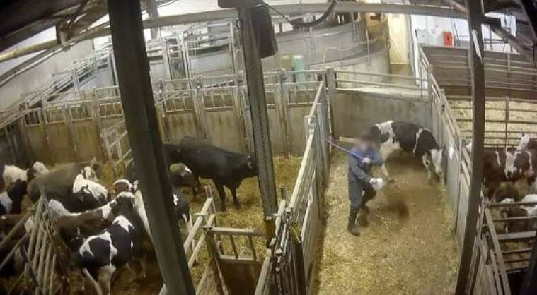 Des bovins tout juste égorgés sont relâchés du box encore conscients: nouvelle plainte de L214 contre un abattoir Bigard en Bourgogne