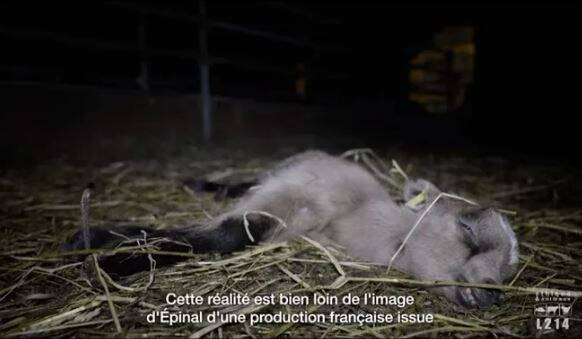 Chevreaux à l'agonie, animaux enfermés, maltraitance: L214 dépose une plainte après sa nouvelle vidéo sur un élevage de 2.000 chèvres