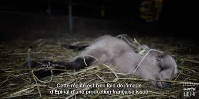 Chevreaux à l'agonie, animaux enfermés, maltraitance: L214 dépose une plainte après sa nouvelle vidéo sur un élevage de 2.000 chèvres