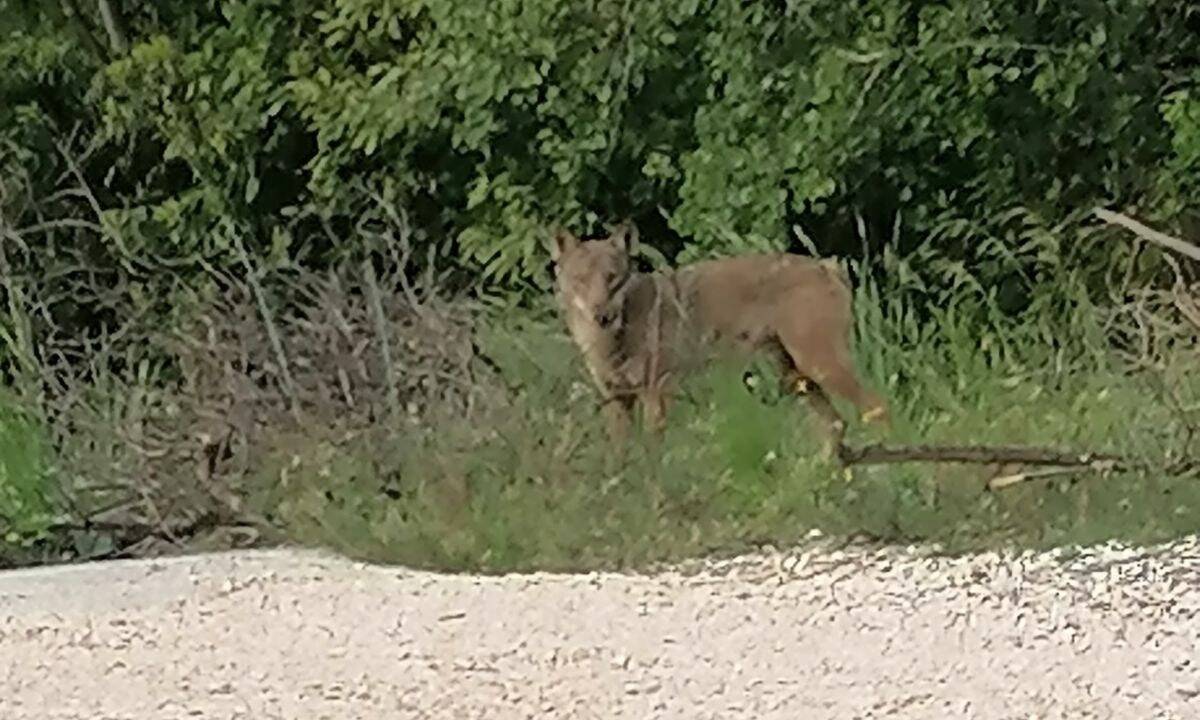 "Il était à une dizaine de mètres": ils aperçoivent un loup devant leur maison dans un village des Alpes-Maritimes