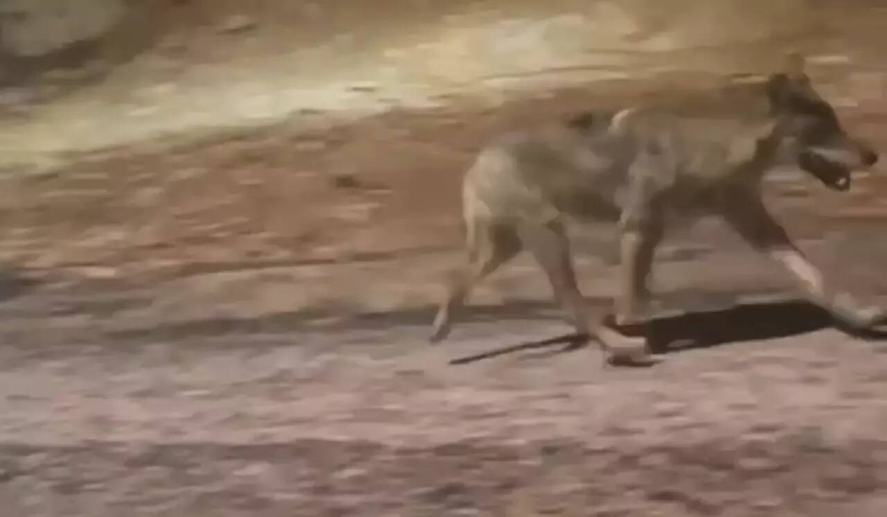 Le loup aperçu à Toulon ce week-end est-il une exception? "Non", selon une association