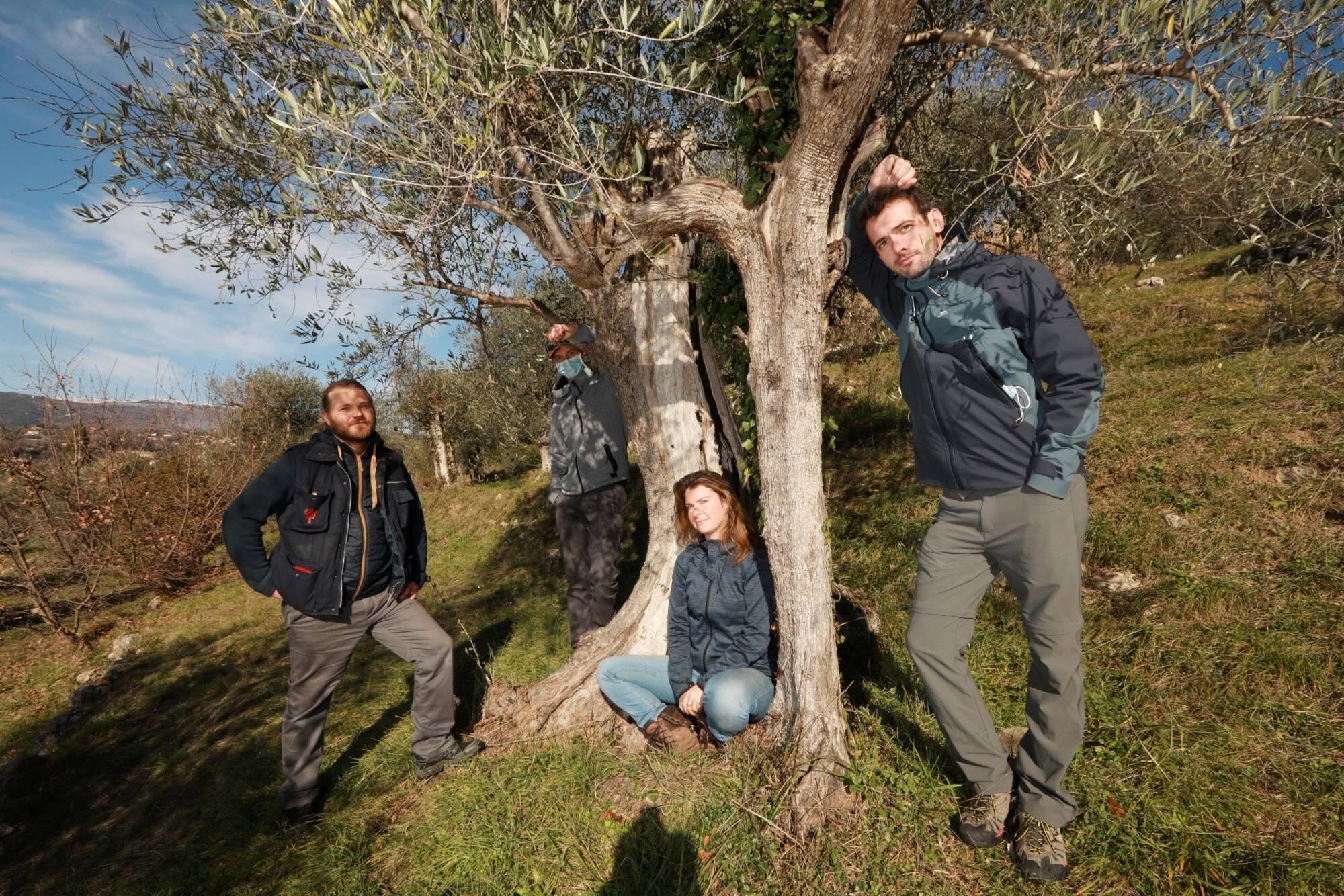 À Opio, quatre trentenaires aux petits soins pour les oliviers