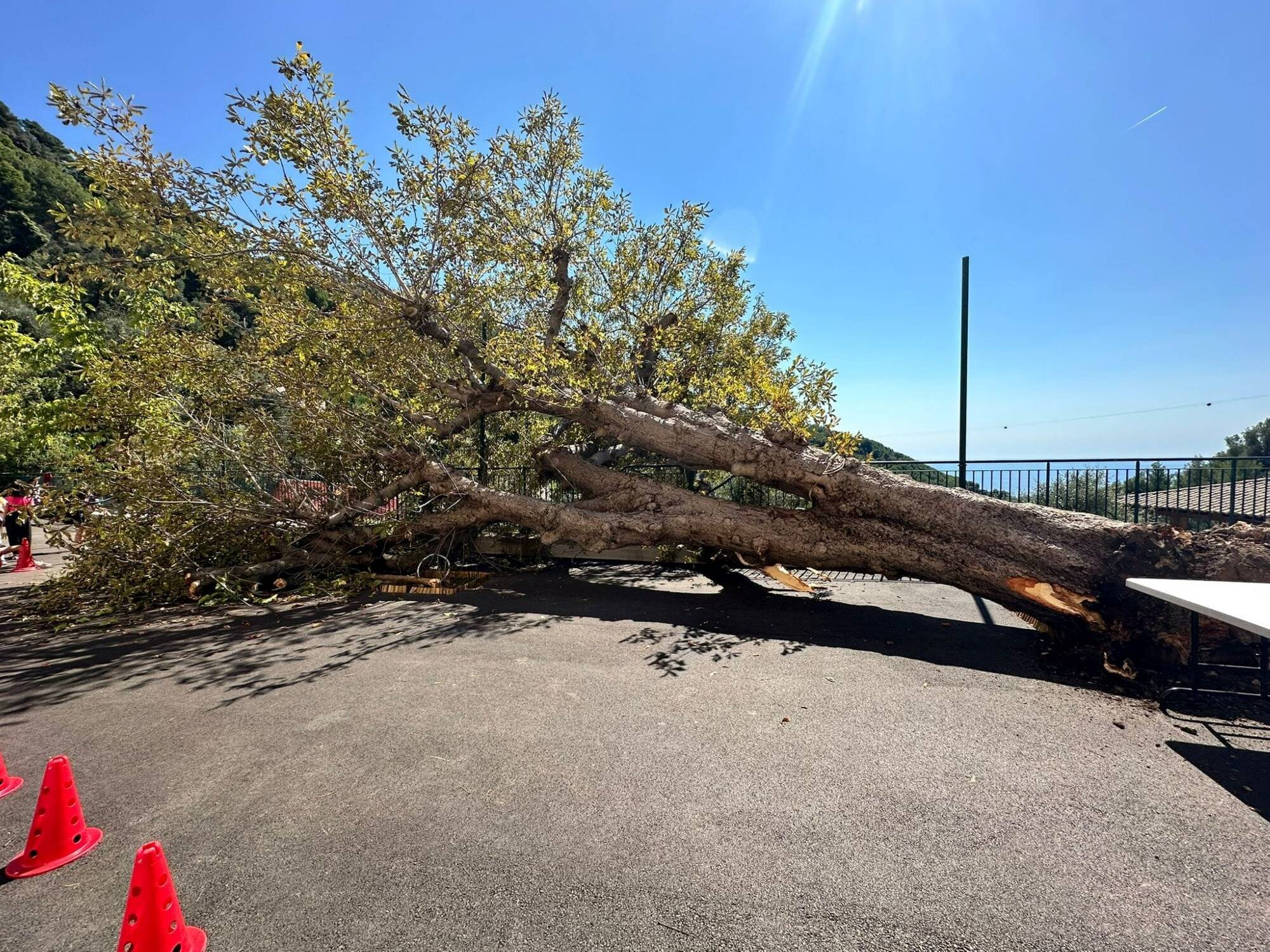 Un marronnier de plusieurs mètres tombe dans la cour de l'école à Castellar