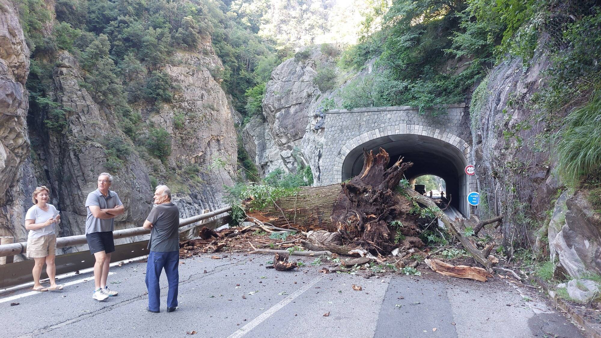 Impressionnante chute d'arbre dans la Roya: une route coupée jusqu'à nouvel ordre