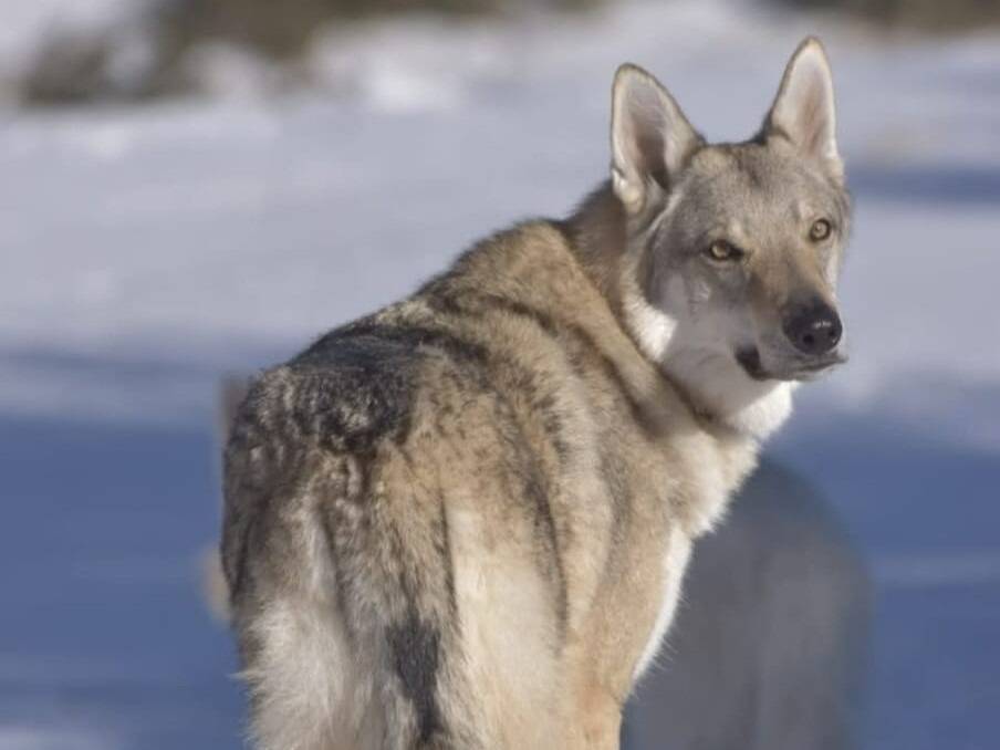 "Il a cru qu'il s'agissait d'un loup": un chasseur se dénonce à la gendarmerie après la mort d'Aslan, le chien-loup tué à Peille