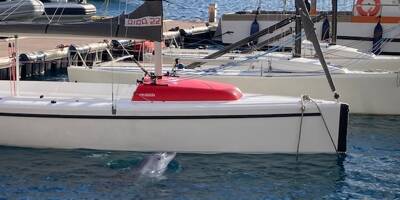Un dauphin aperçu devant le Yacht-club de Monaco ce mardi midi