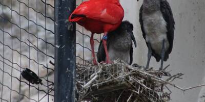 Paons, pigeon de Nicobar, ibis rouge... Un été sous le signe des naissances au Jardin animalier de Monaco